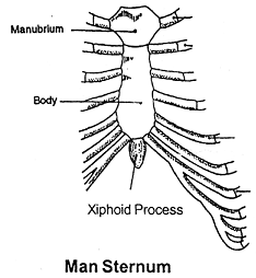 782_man sternum.png